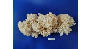 行業(yè)動態(tài)